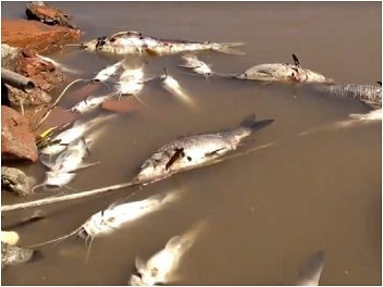 La Corte deber abordar la contaminaci n con agrot xicos y la