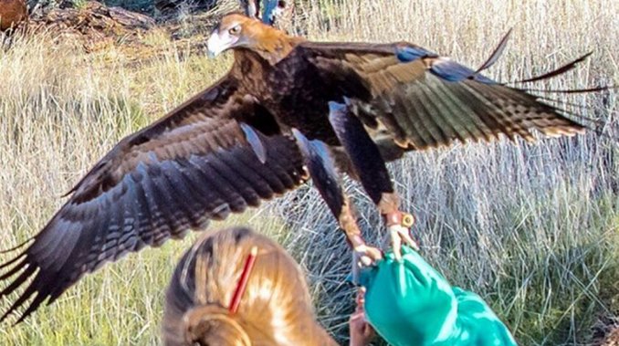 El impactante momento en que un guila trata de llevarse a un nene