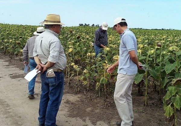 Producción realizó una “Jornada de suelos y de Híbridos de girasol